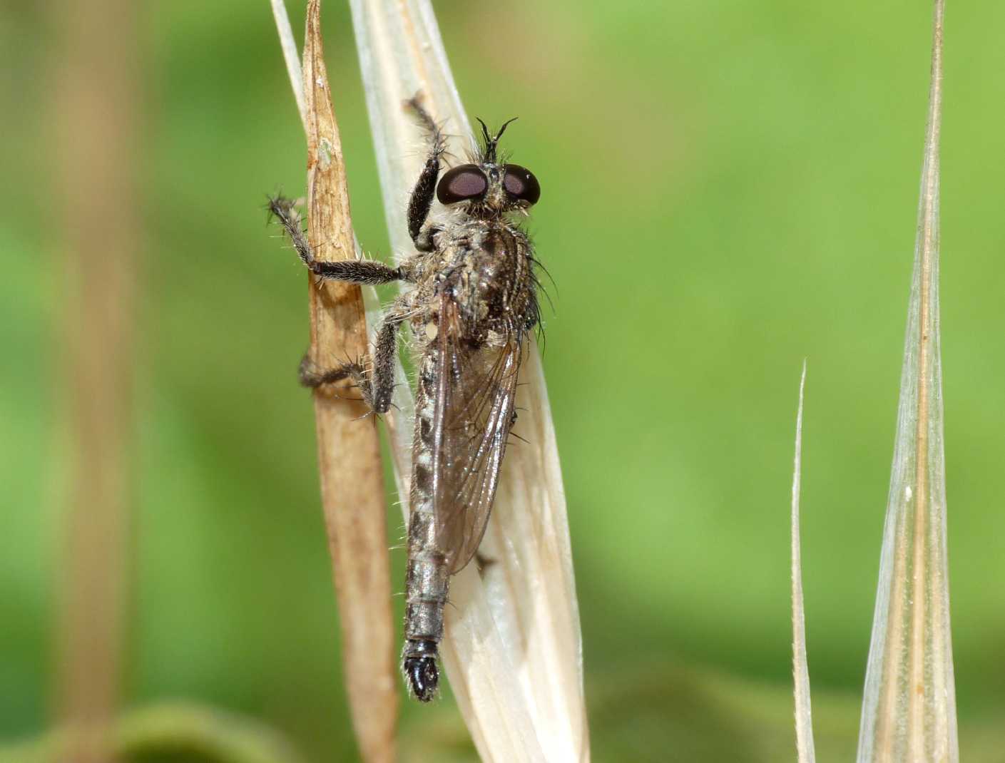 Asilidae mini